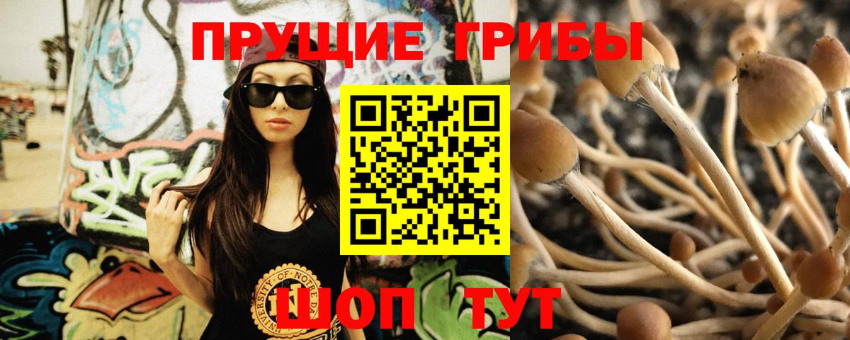 Псилоцибиновые грибы мицелий Санкт-Петербург